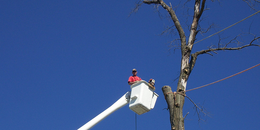 Moberly fast stump MO removal,