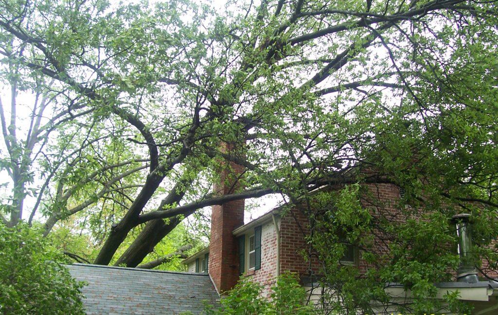 tree removal