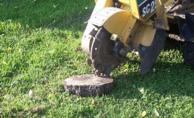 stump grinding