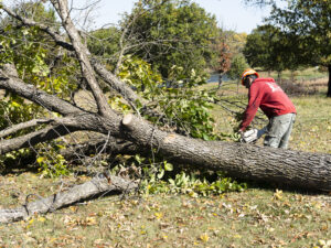 A professional tree service breaking down fallen tree