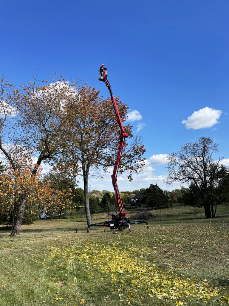 Experience tree trimmer safely removes unwanted tree branches from large tree.